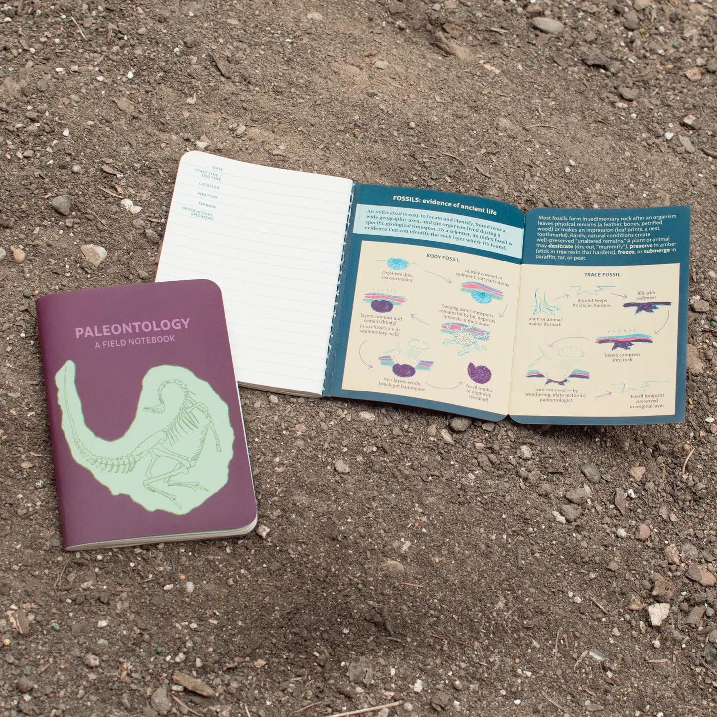 Paleontology Notebook