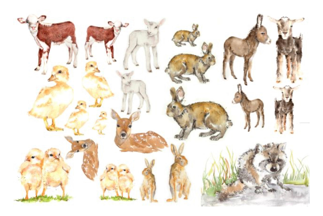 Baby Animals