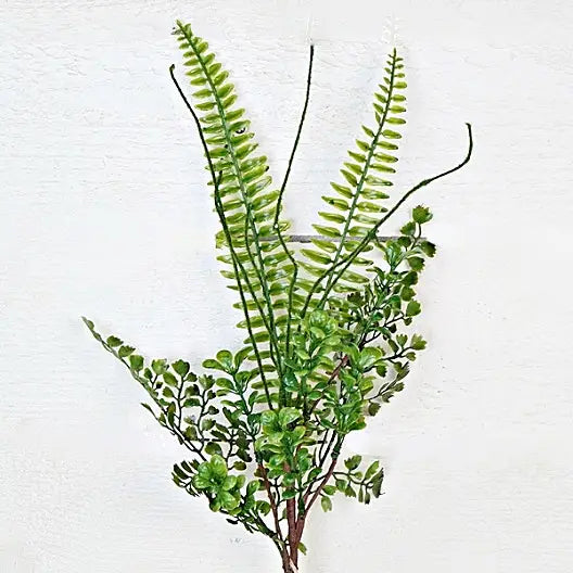 Mix Ficus Fern Bush