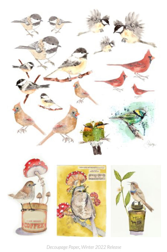 Catalog Birds