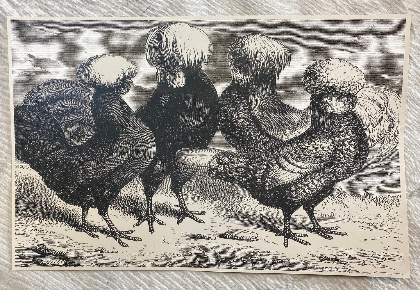 Polish Fowls Chicken Yard #12 SALE