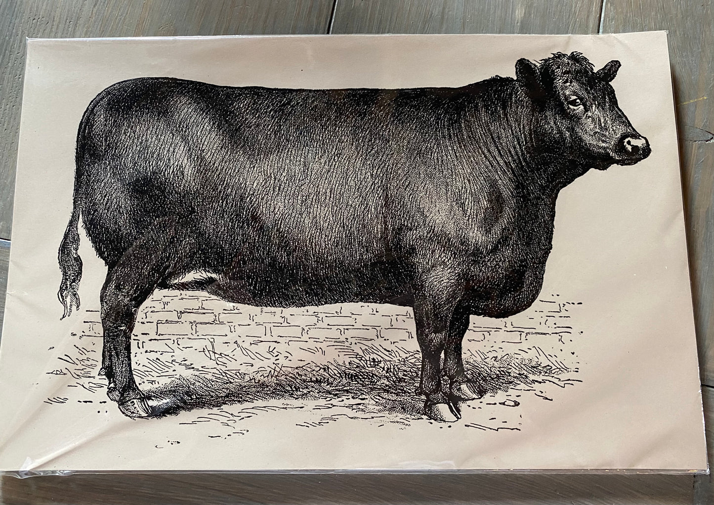 Cow #26