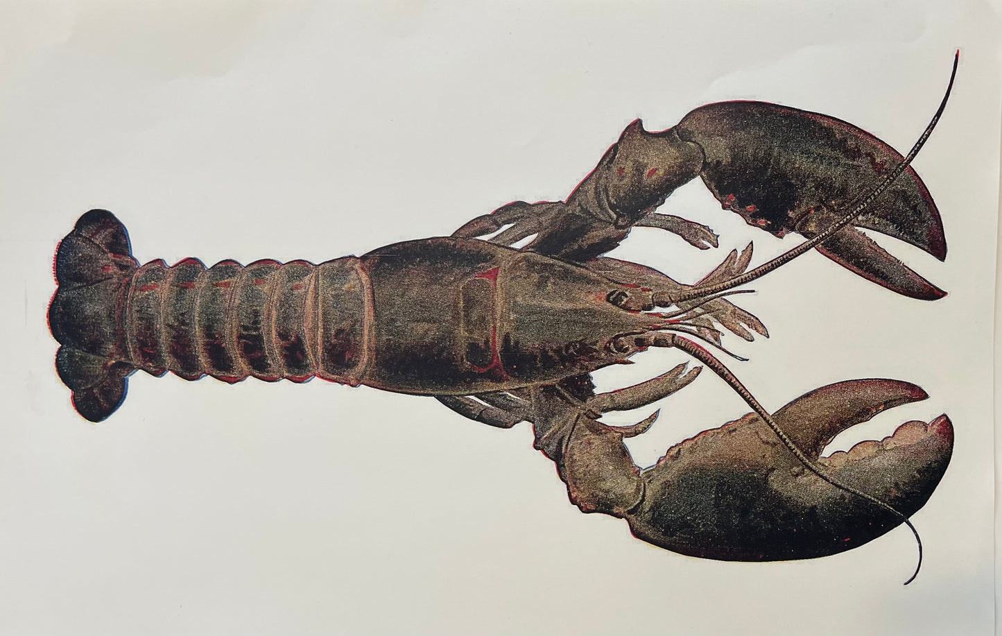 Lobster #98